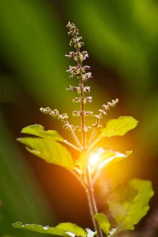 Holy basil plant with sunlight illuminating the leaves and flowering stem.